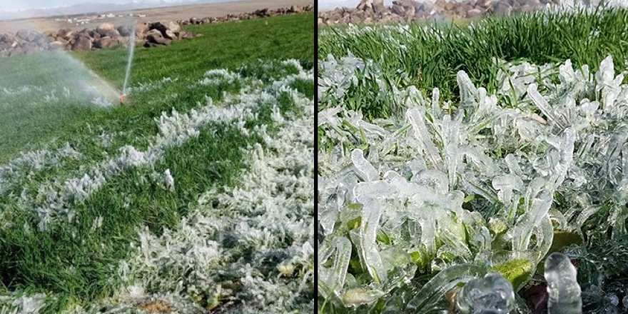 Siverek'te ekinler buz tuttu