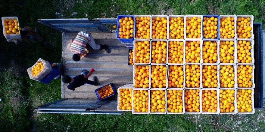 Türkiye 2020'de Ukrayna'ya en fazla meyve ihraç eden ülke oldu