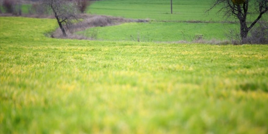 Trakya'da 'zirai don' hububat ekili bazı arazilerde ürünlere zarar verdi