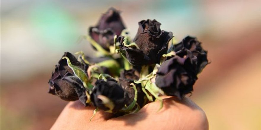 Halfeti'nin endemik bitkisi 'karagül' tescillendi