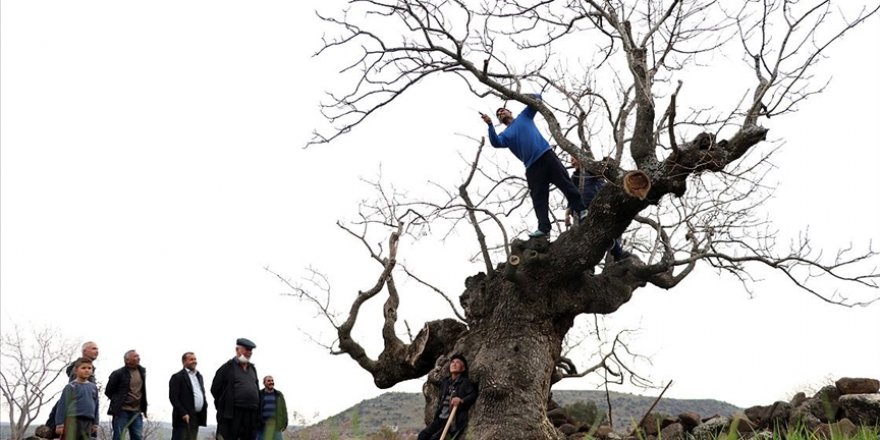 Yılda yaklaşık 200 kilogram fıstık veren asırlık ağacın bakımı imece usulü yapılıyor