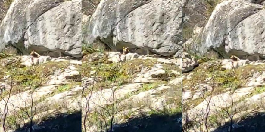 Kış uykusundan uyanan ayı cep telefonu ile görüntülendi