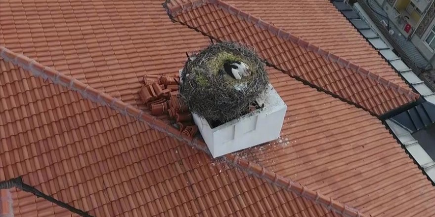 Sındırgı'nın sembolü 'Sağdıç' leylek belediye binasının çatısındaki yuvasına yerleşti