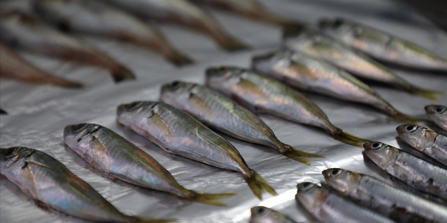 Marmara'da 12, Karadeniz'de 7 balık türünde mikroplastik tüketimi tespit edildi