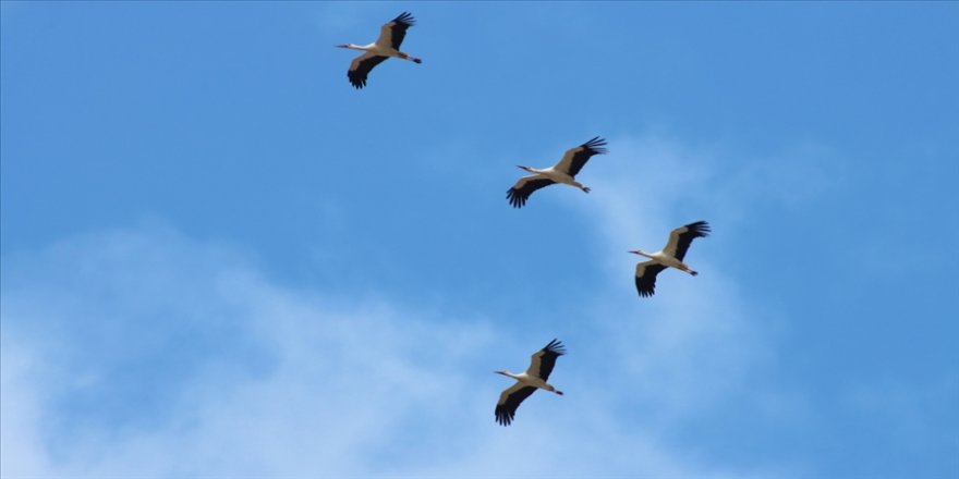 Kilis'te 'baharın habercisi' leyleklerin göçü görsel şölen oluşturdu