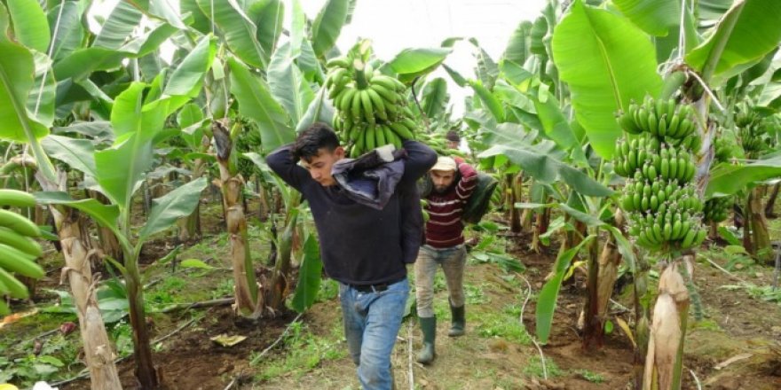 Hatay'da ilk muz hasadı yapıldı