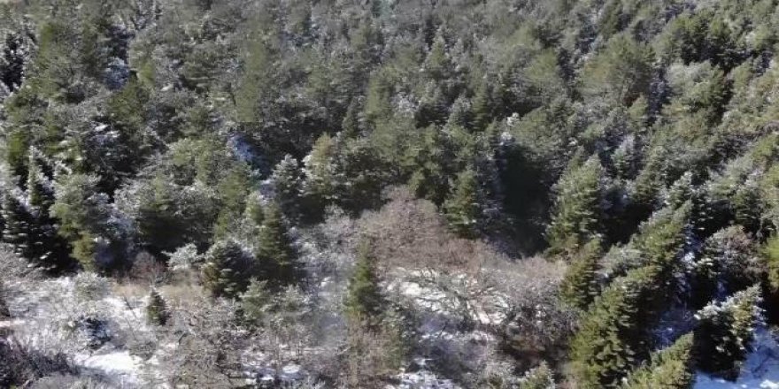 Asırlık kaya fındığı ağaçları koruma altında