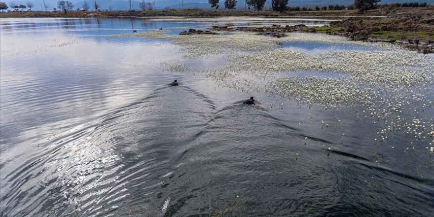 Hatay'daki volkanik Haydarlar Gölü göçmen kuşlara ev sahipliği yapıyor