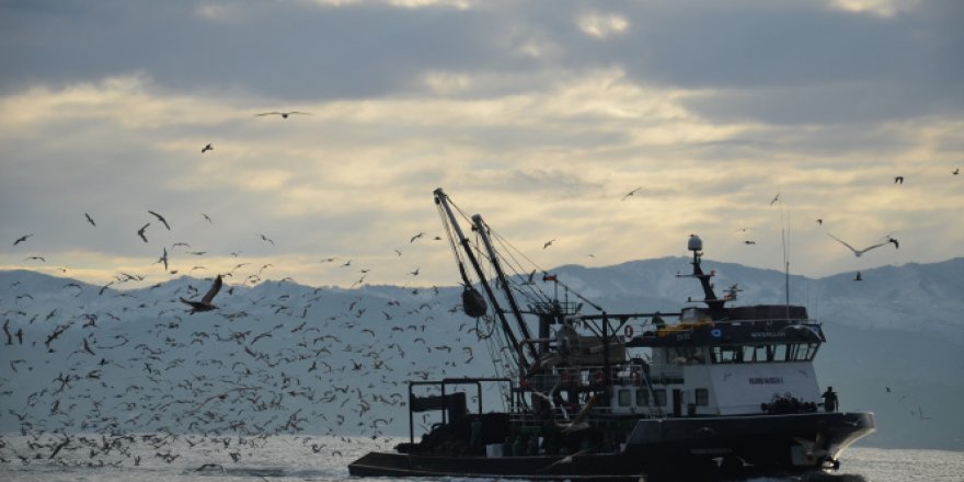 Karadeniz'de her yıl yaklaşık 1 milyon ton hamsi, yanlış avcılıkla yok oluyor