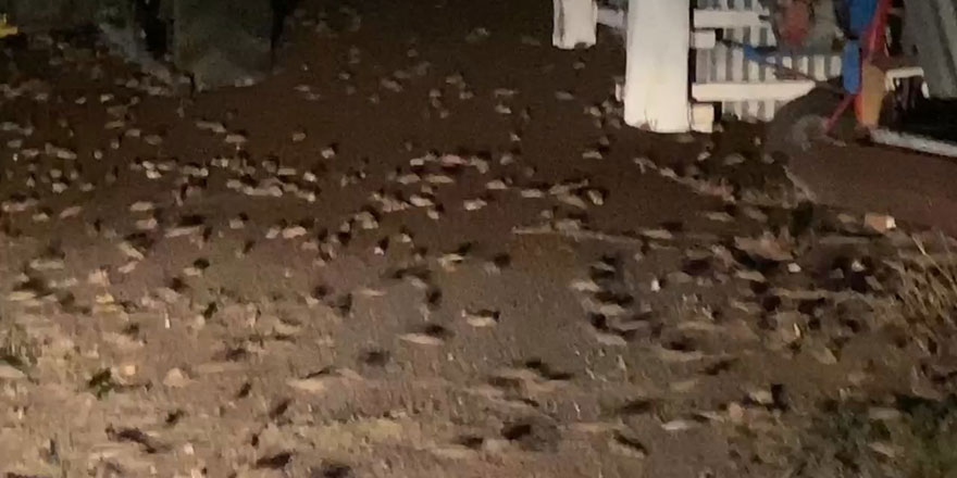 Develeri katleden Avustralya’yı milyonlarca fare bastı