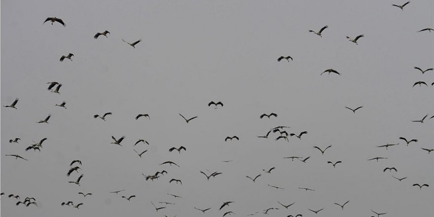 Baharın gelişiyle göç eden leylekler Bilecik semalarında görsel şölen oluşturdu
