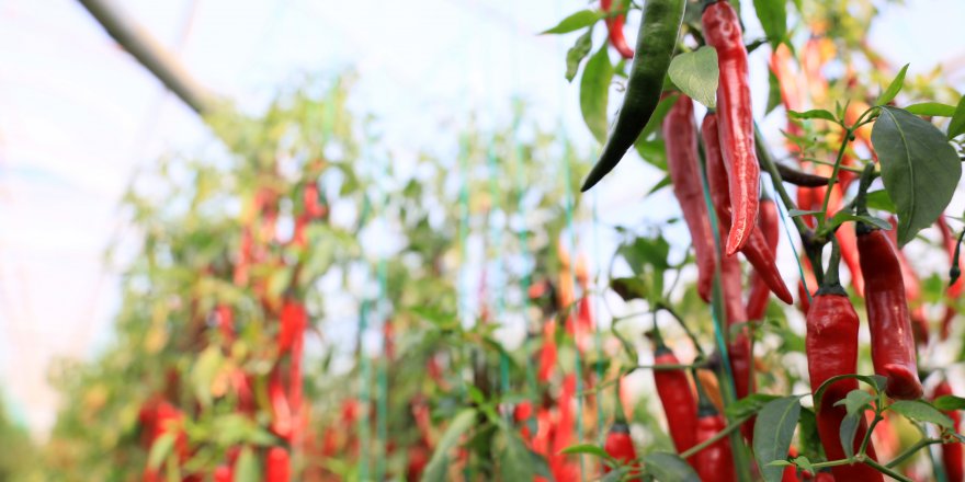 Acı biber 'mutluluk' veriyor