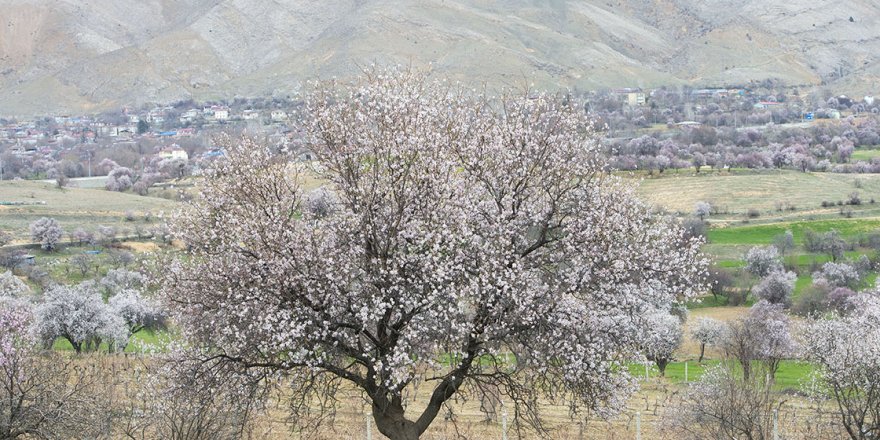 Baharın müjdecisi badem ağaçları çiçek açtı