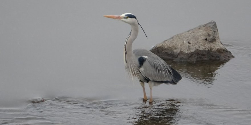 Gri balıkçıl kuşlar Ardahan'da kar sürpriziyle karşılaştı