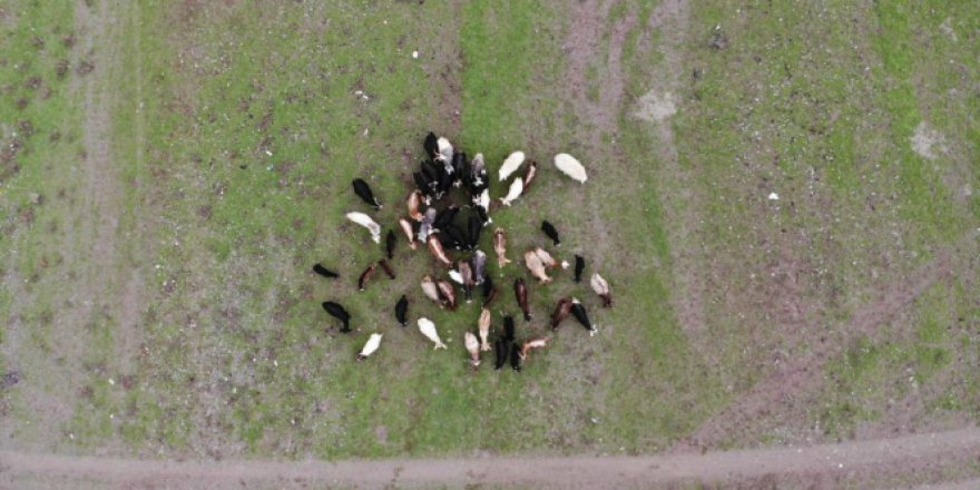 Suların çekildiği baraj havzası hayvanlara otlak oldu