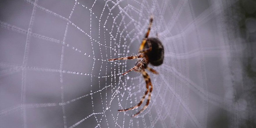 Avustralya'da şimdi de zehirli örümcek istilası!