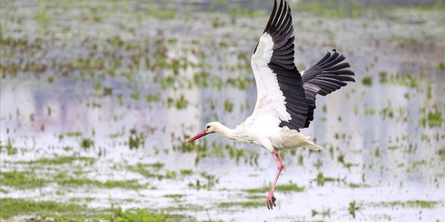 Baharın müjdecisi leylekler İstanbul'a gelmeye başladı