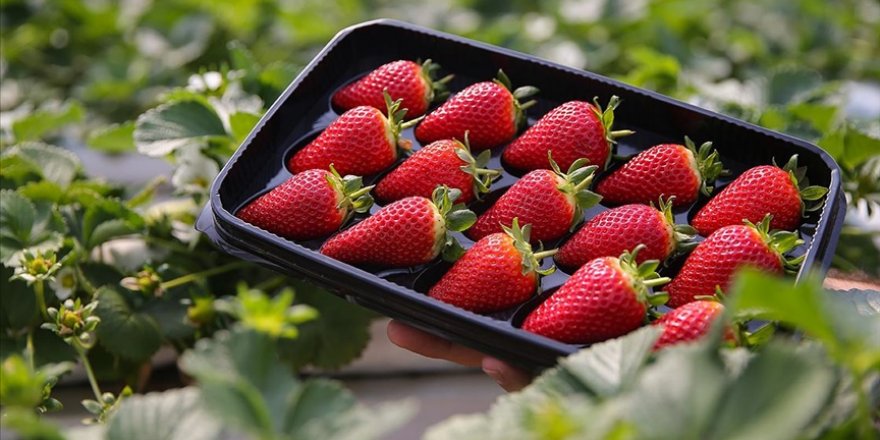 Batı Akdeniz'den topraksız tarımla yıl boyunca taze çilek ihracatı gerçekleştiriliyor