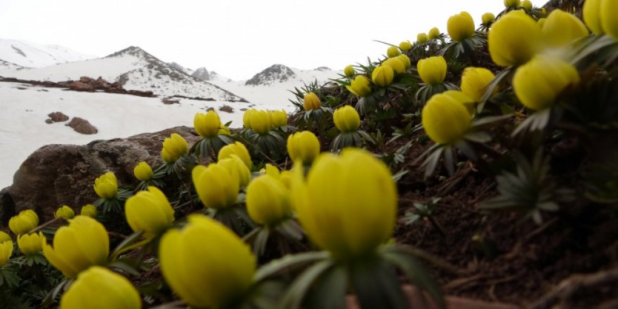 Yüksekova çiğdemlerle renklendi