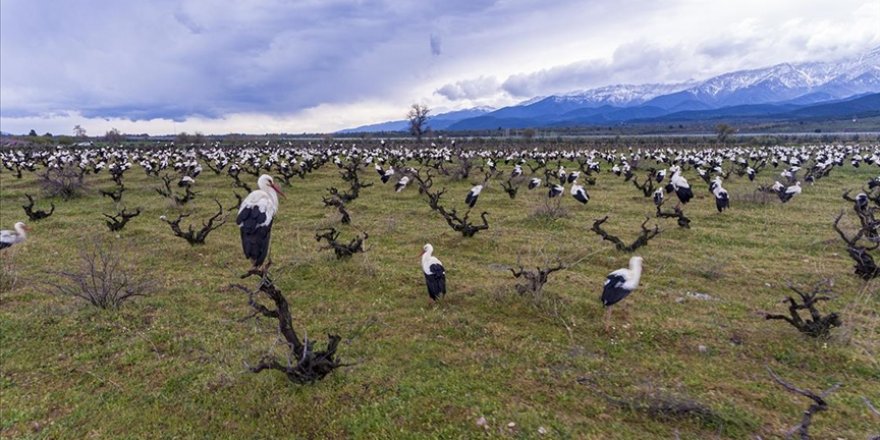 Göçmen leylekler Amanos Dağları'nın eteklerinde görsel şölen sundu