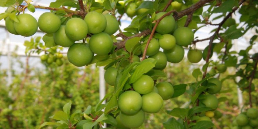 Silifke can eriği Rusya, Almanya ve Hollanda'ya ihraç ediliyor