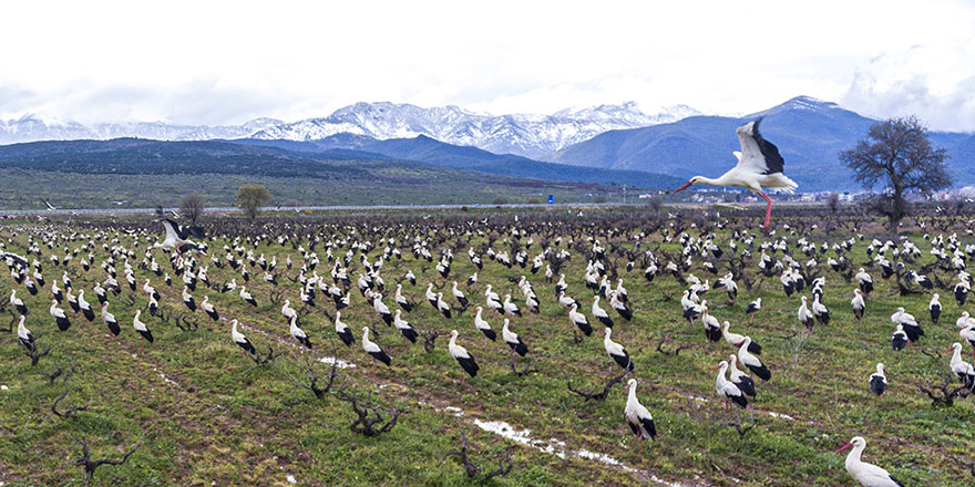 Göçmen leylekler Amanos Dağları'nı süsledi