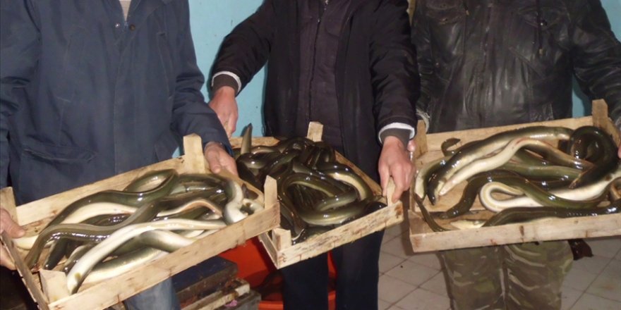 Yılan balığı avcılığı izin belgesiyle yapılacak