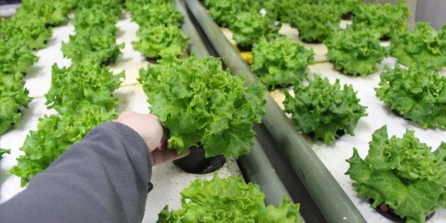 Balık havuzlarından çıkan suyun, topraksız tarımda verimliliği yüzde 30 artırdığı belirlendi