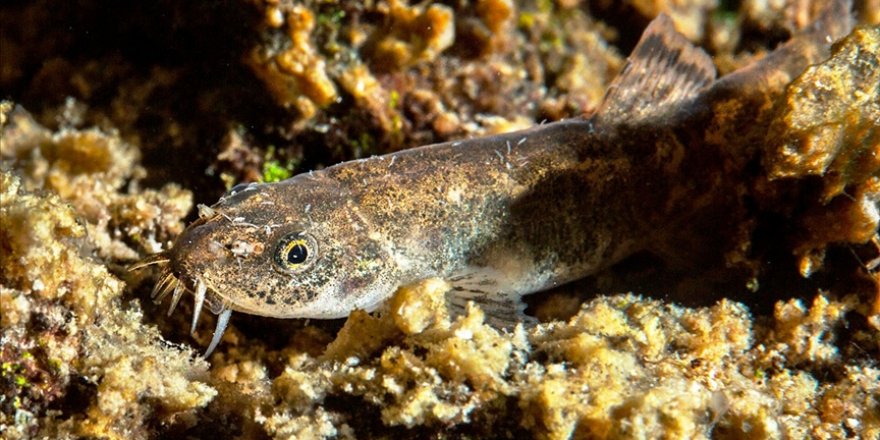 Bilim dünyasını etkileyen Van Gölü'ndeki balık türünün 'küçük mercan' olduğu belirlendi