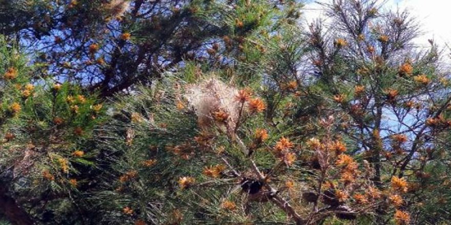 Çam kese böcekleri zehir saçıyor