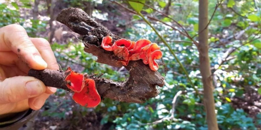 Kuşadası'nda yeni bir mantar türü daha bulundu