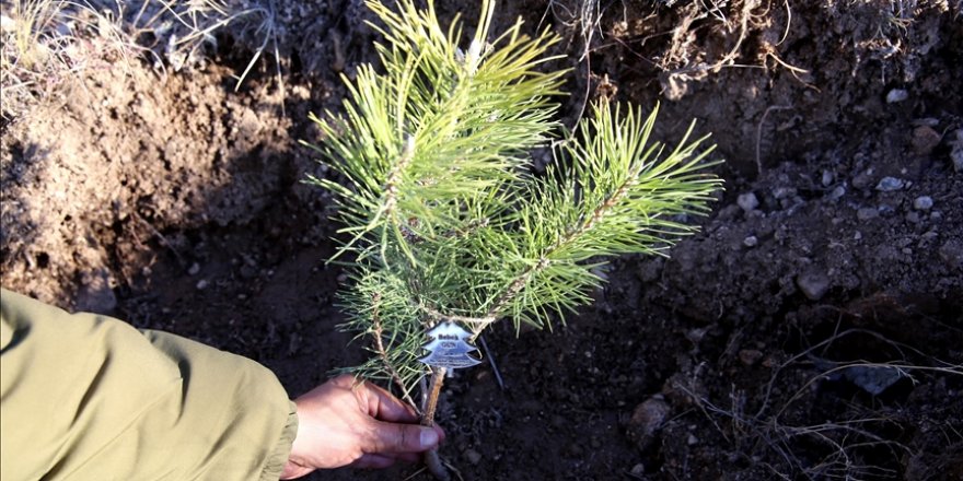 Öğretmenler için 1 milyon 200 bin fidan toprakla buluşturuluyor