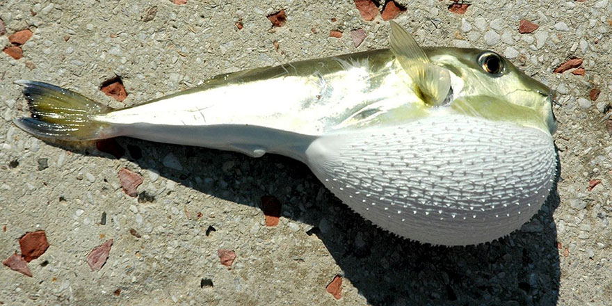 Balon balığının zehri ağrı kesici ilaca, derisi ayakkabıya dönüşüyor