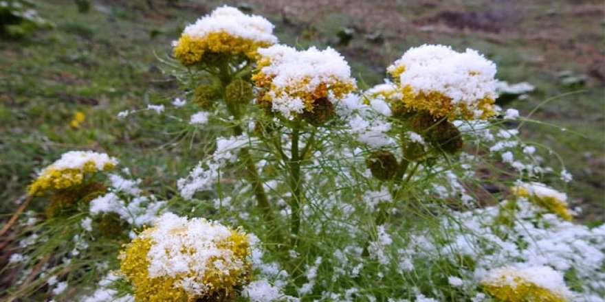 Şırnak'ta iki mevsim bir arada yaşanıyor