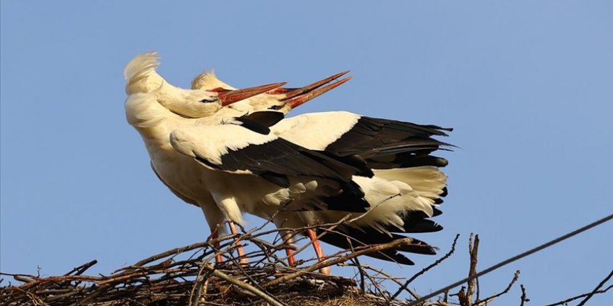Trakya'da leyleklerin popülasyonu 'yapay yuvalarla' korunacak