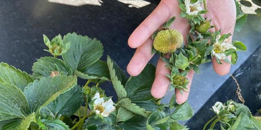 Zirai don çileğe zarar verdi