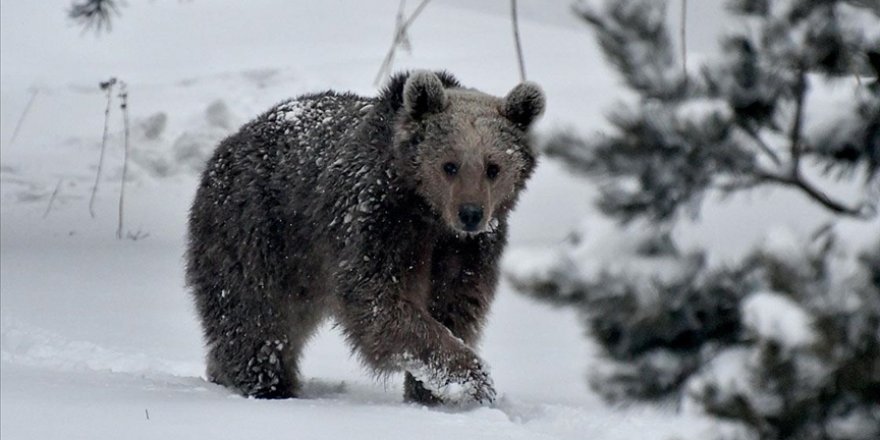 Kış uykusundan uyanan bozayılar yiyecek arayışına girdi