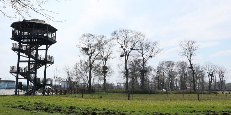 Kızılırmak Deltası Kuş Cenneti'ndeki leylek yuvaları doldu