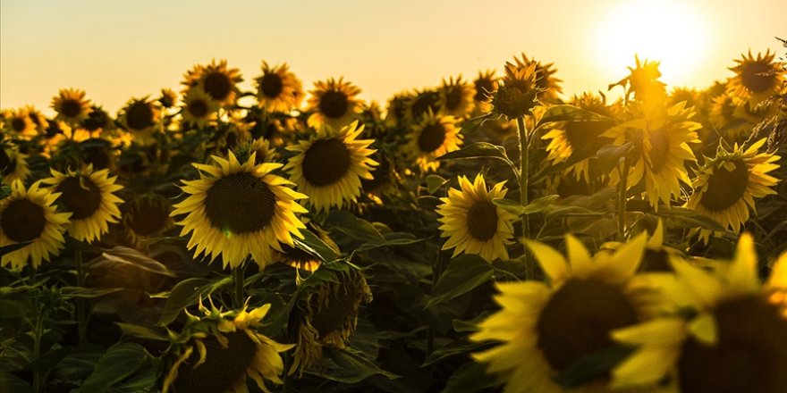 Rusya'da şeker ve ayçiçek yağına yönelik tavan fiyat uygulaması uzatıldı