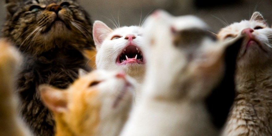 Evcil kedi ve köpeklere mikroçip taktırma zorunluluğu getirildi