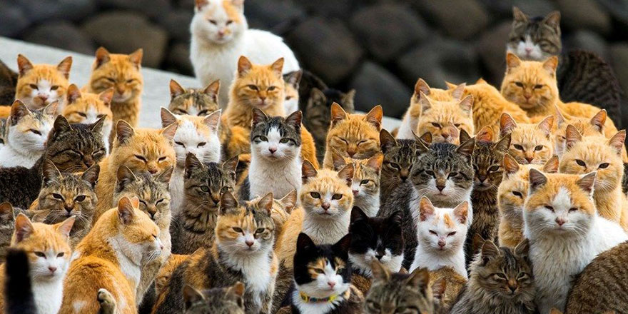 Avustralya yine hayvanlarla uğraşıyor! Kedilerin sokağa çıkması yasaklandı!