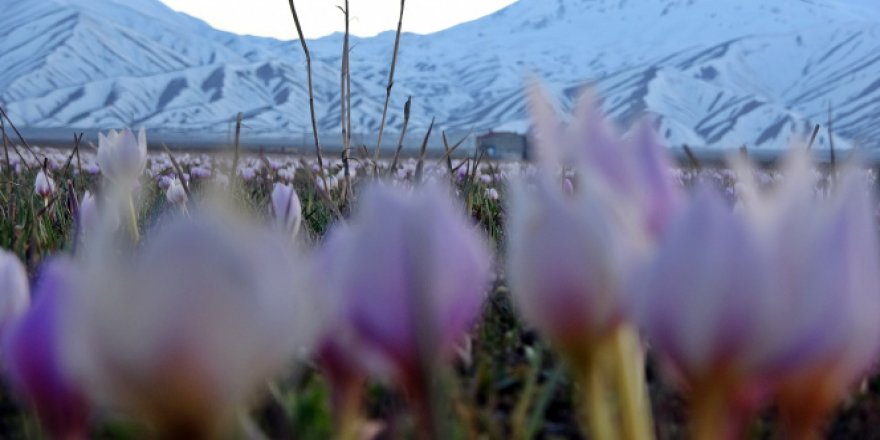 Karlı dağlarla birleşen kardelenler mest etti