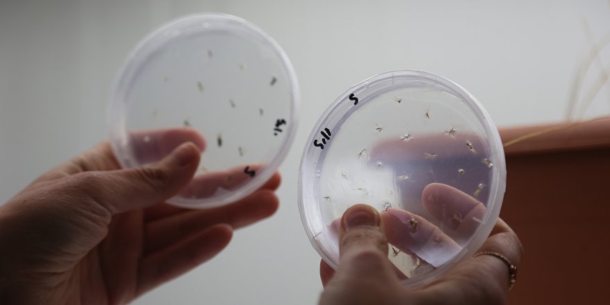 Türk bilim insanları buğdayın atası 'ıza'yı laboratuvar ortamında üretti