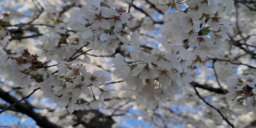 Washington'da Japon kiraz çiçekleri açtı