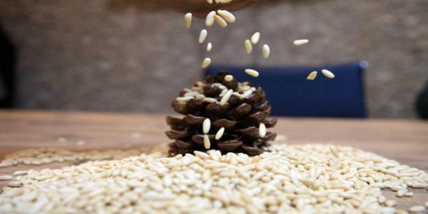 Aydın çam fıstığına coğrafi işaret