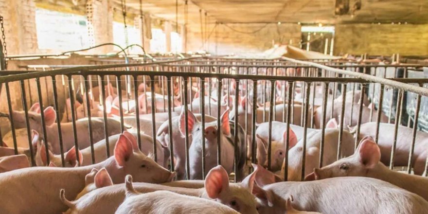 Japonya'da domuz humması tespit edildi