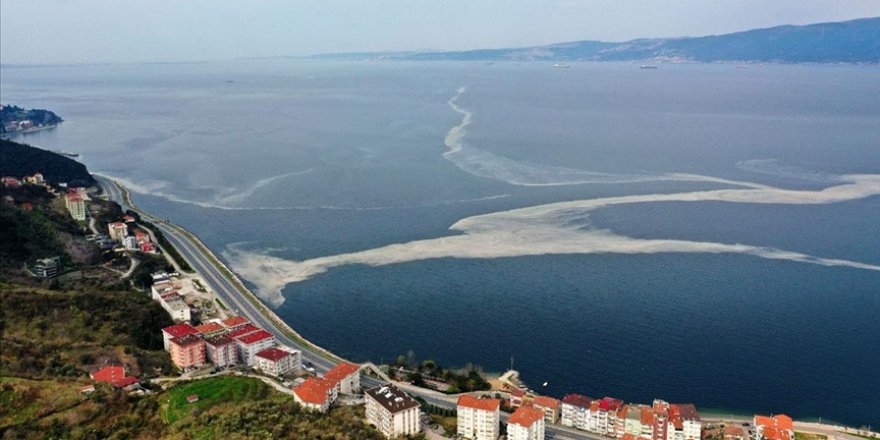 İzmit Körfezi'nde deniz salyası beyaz tabaka oluşturdu