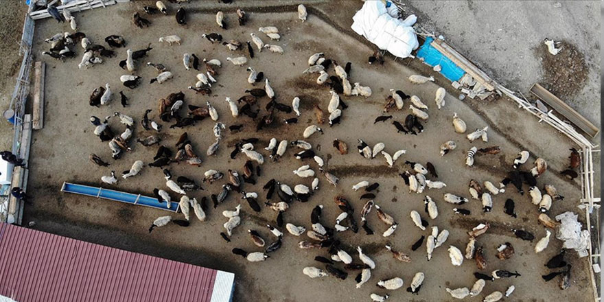 Baharın müjdecisi kuzuların anneleriyle buluşma anı