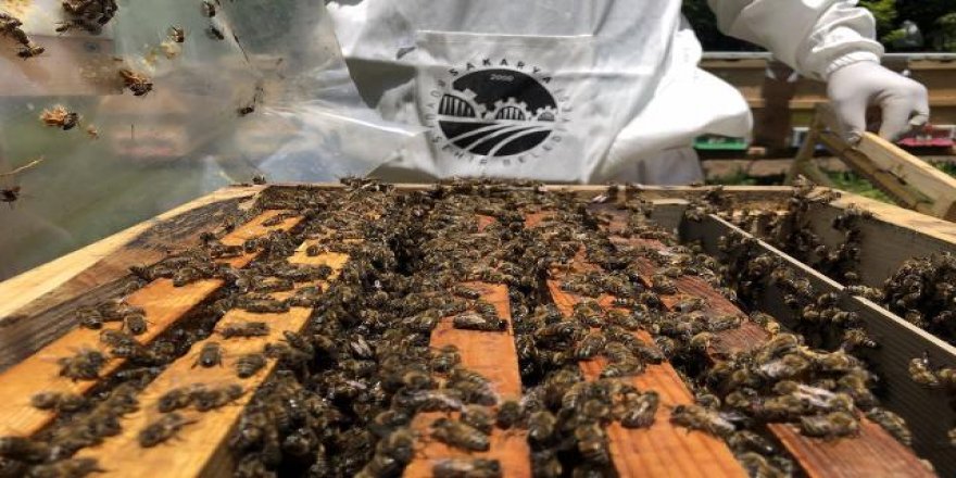 Kozan'a bal ormanları kuruluyor