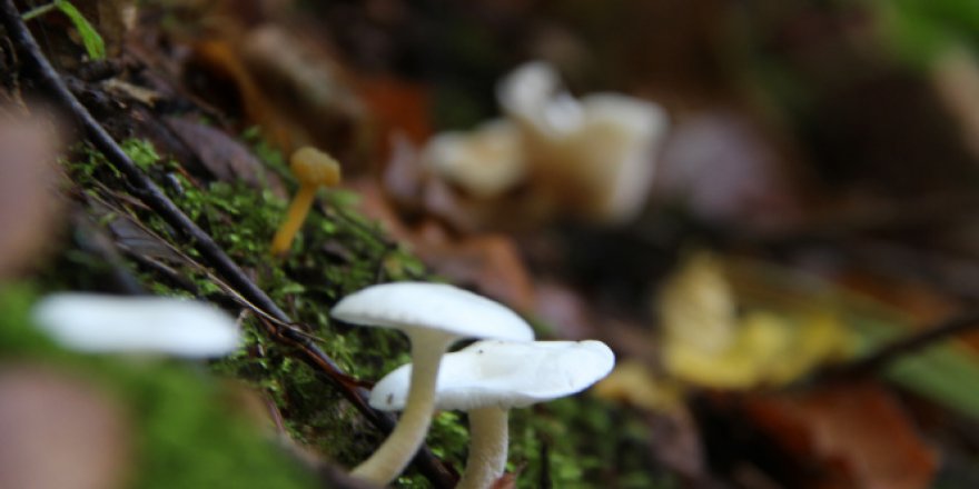Ormanlardan toplanan mantarlara dikkat
